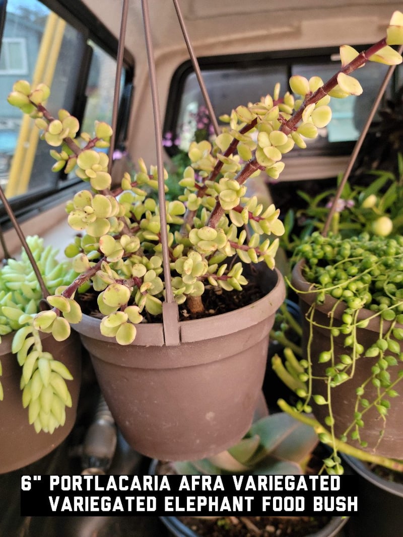 Photo for Portulacaria afra 'Prostrate Form' (Dwarf Elephant Food)