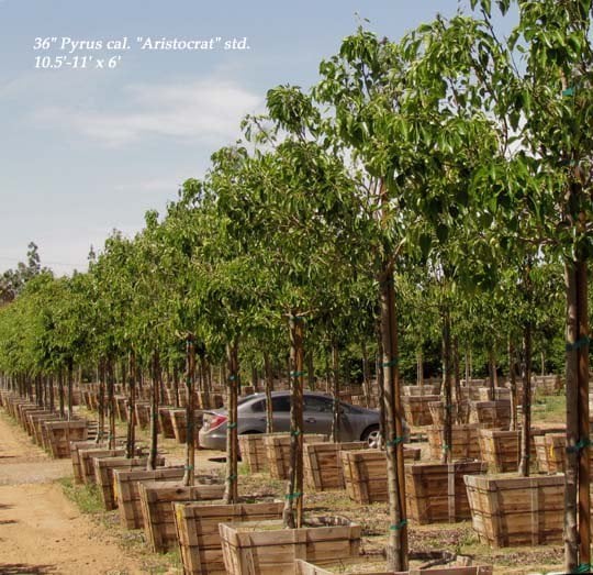 Photo for Pyrus calleryana 'Aristocrat' (Standard) (Aristocrat Callery Pear)