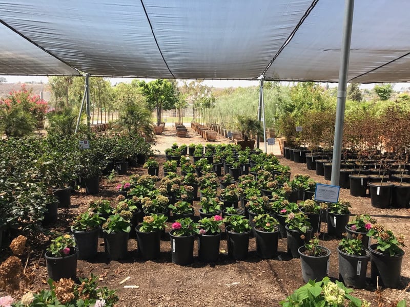 Photo for Hydrangea (any variety) (Hydrangea)