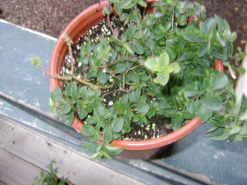 Photo for Oreganum 'Santa Cruz' (Santa Cruz Ornamental Oregano)