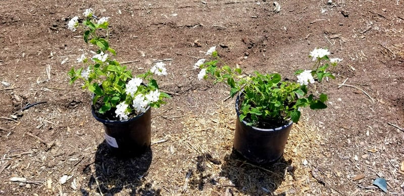 Photo for Lantana montevidensis 'White Lightning' (Pure White Lantana)