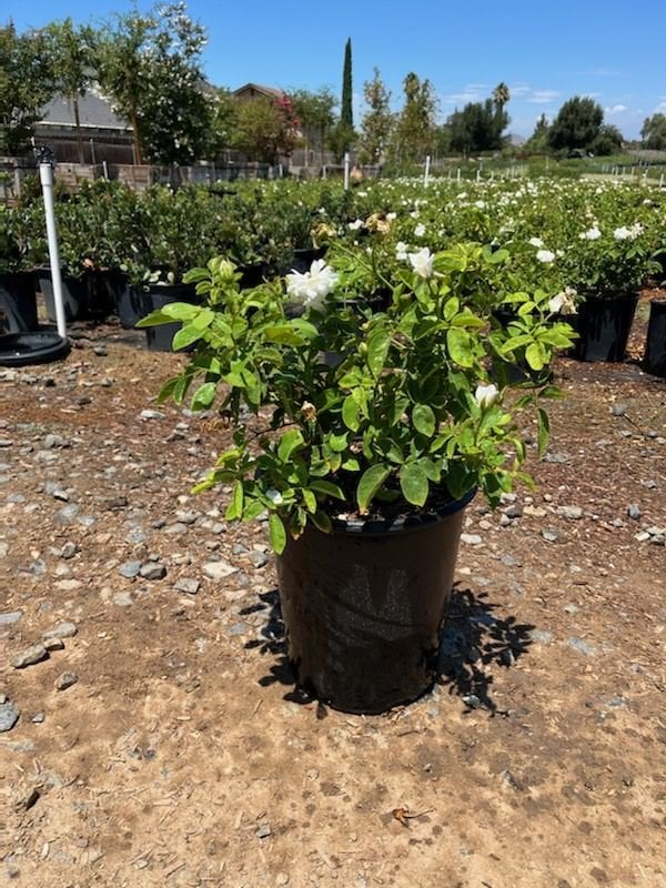 Photo for Rosa floribunda 'Iceberg' (Iceberg Rose )