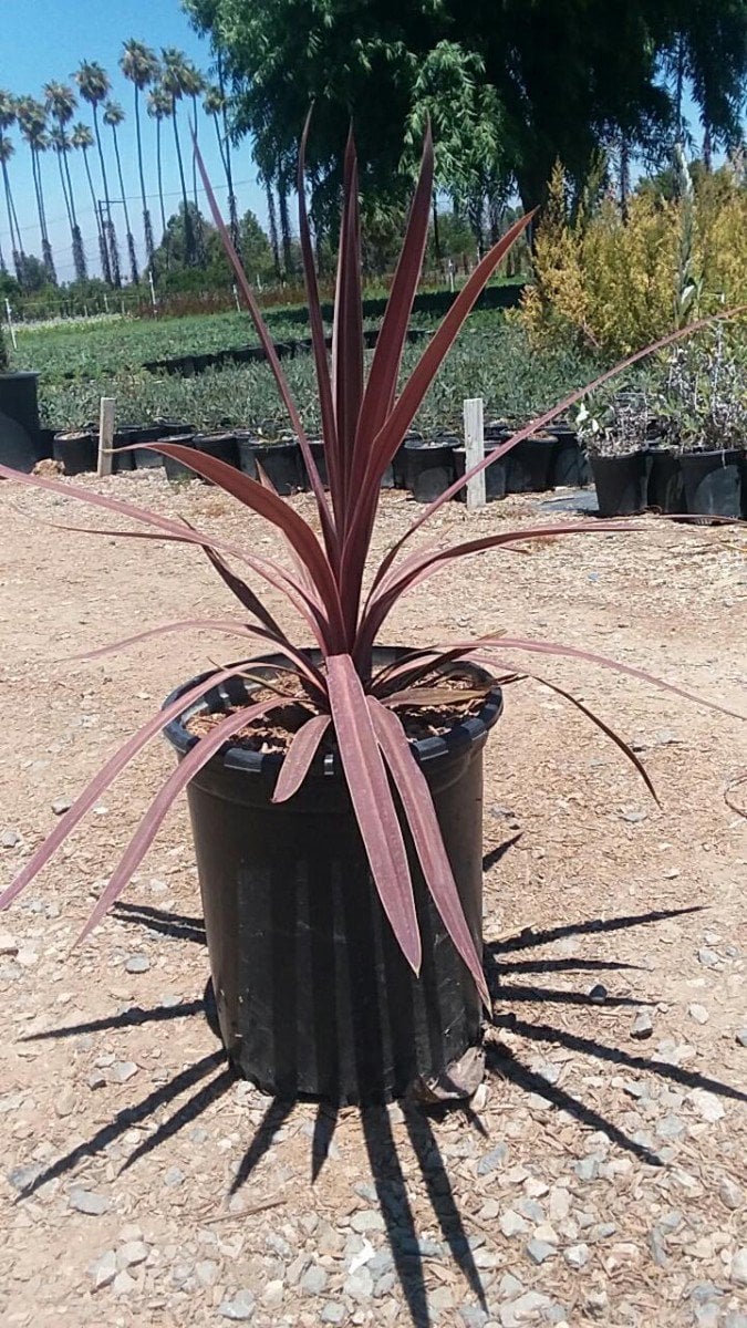 Photo for Cordyline australis 'Red Star' (Red Star Grass Palm)