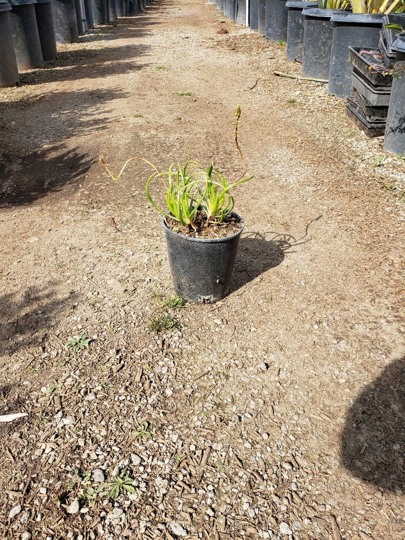 Photo for Bulbine frutescens 'Hallmark' (Orange Stalked Bulbine)