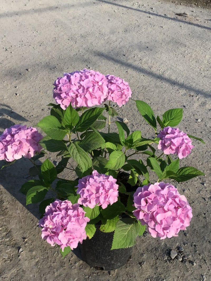 Photo for Hydrangea macrophylla (Hydrangea)