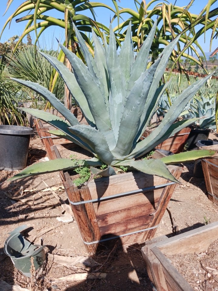 Photo for Agave americana (Century Plant)