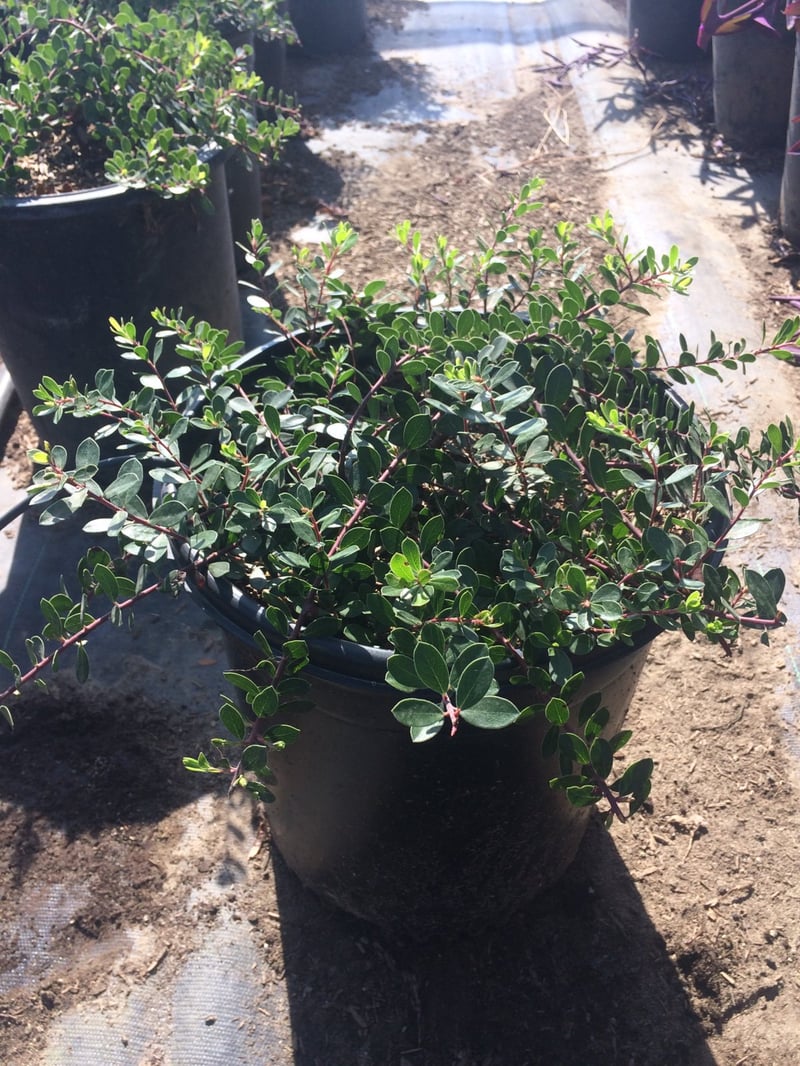 Photo for Arctostaphylos 'Emerald Carpet' ('Emerald Carpet' Manzanita)