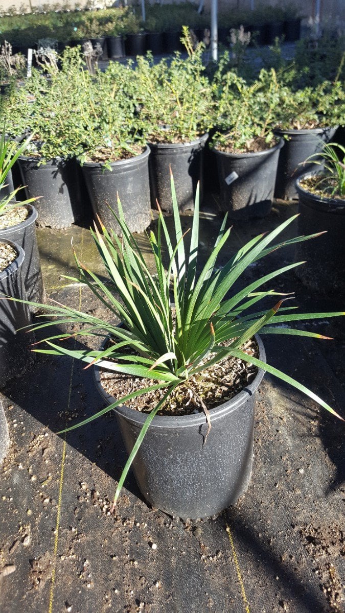 Photo for Iris douglasiana 'Pacific Coast' (Pacific Coast Hybrid Iris)