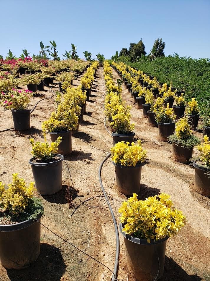 Photo for Euonymus japonicus (Euonymus)