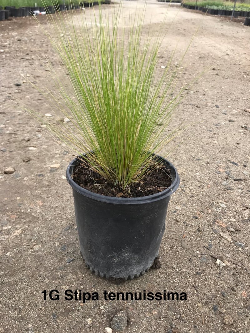 Photo for Nassella tenuissima  (Mexican Feathergrass)