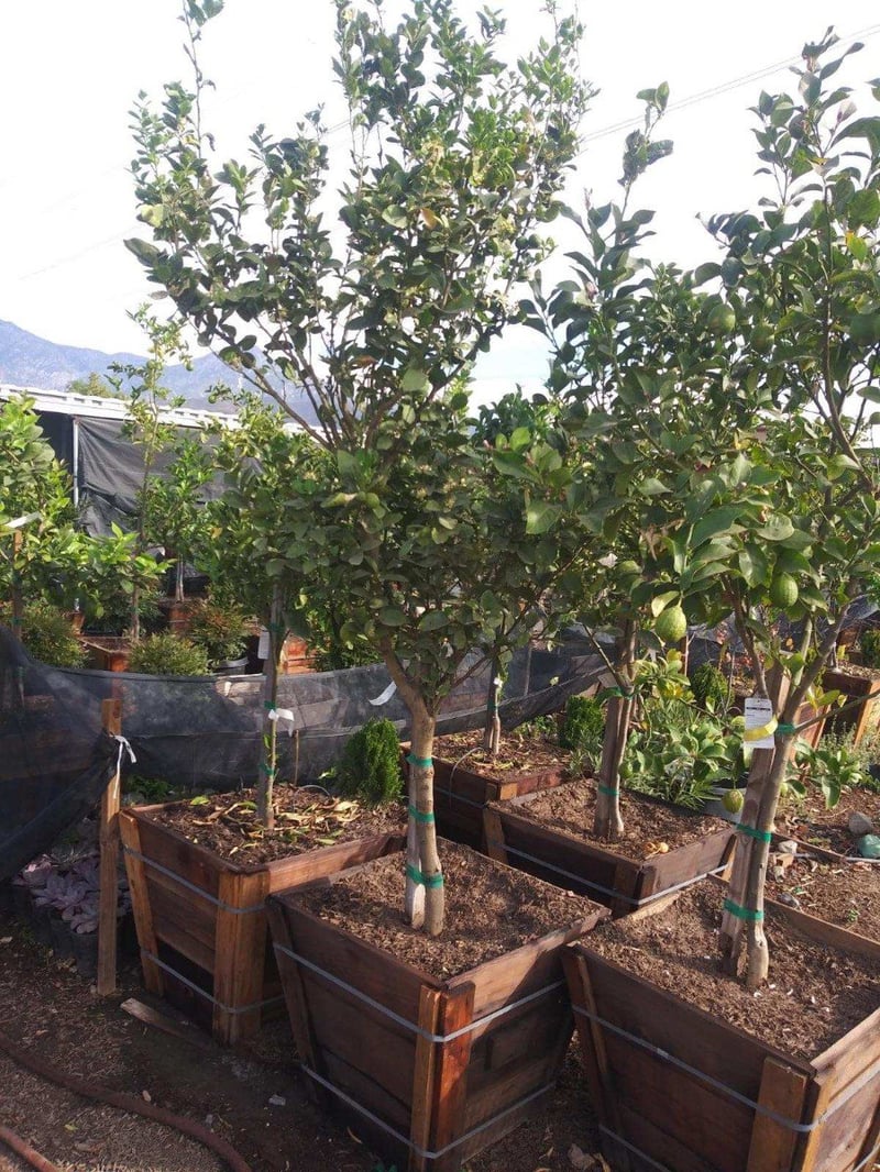 Photo for Citrus aurantifolia 'Mexican Thornless' (Mexican Thornless Lime)