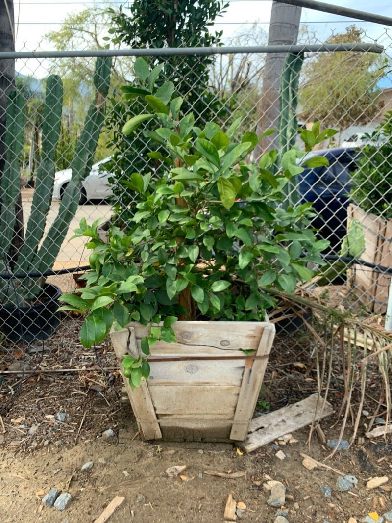 Photo for Citrus x meyeri (Meyer Lemon)