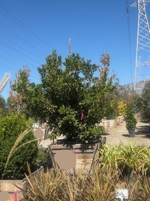 Photo for Arbutus 'Marina' (Multi) (Marina Strawberry Tree)