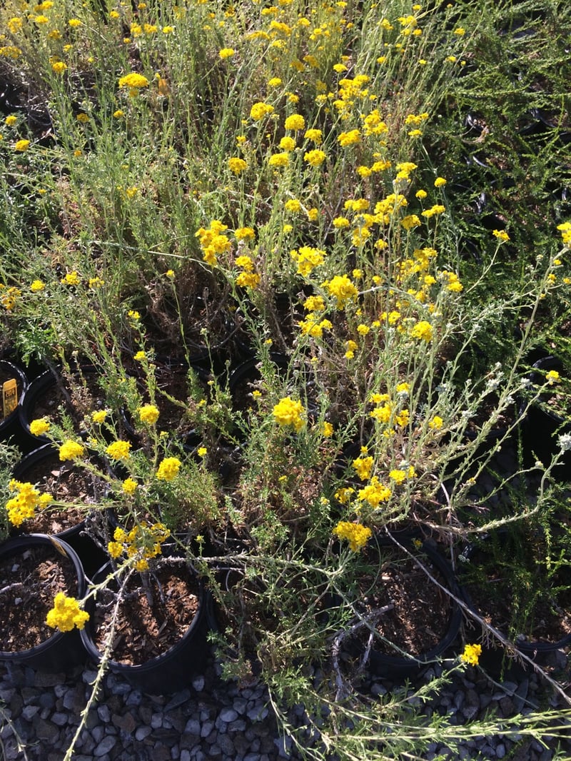 Photo for Eriophyllum confertiflorum (Golden Yarrow)