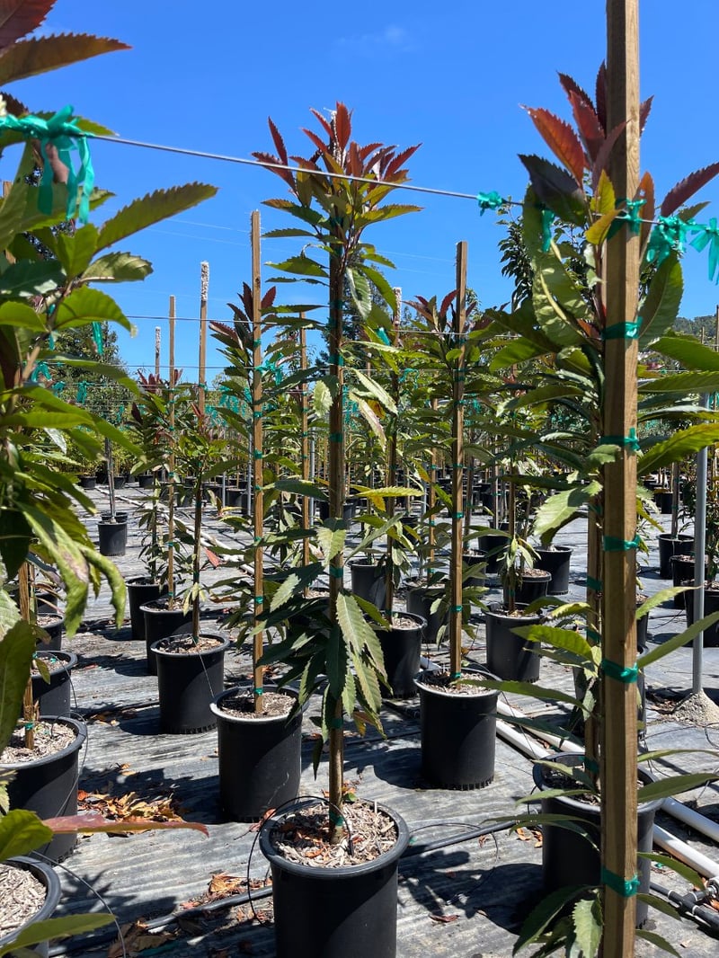 Photo for Eriobotrya deflexa (Bronze Loquat)