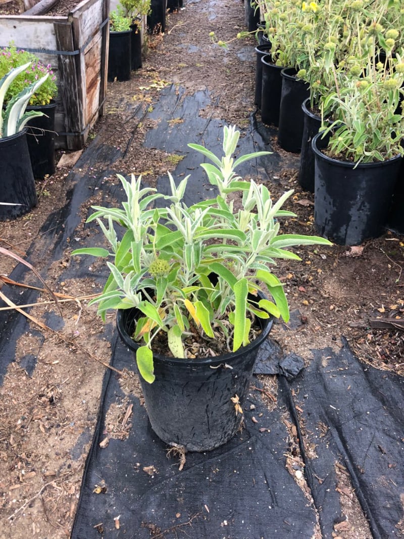 Photo for Phlomis fruticosa (Jerusalem Sage)