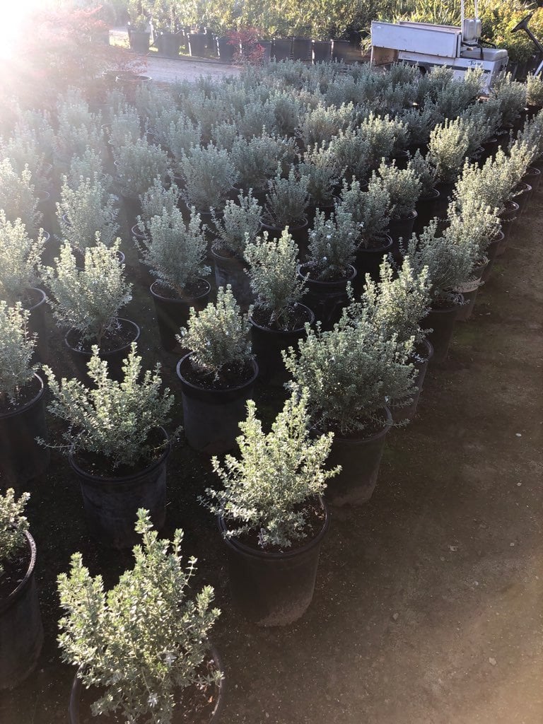 Photo for Westringia fruticosa 'Grey Box' (Grey Box Dwarf Coast Rosemary)