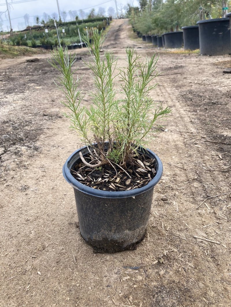 Photo for Artemisia californica (California Sagebrush)
