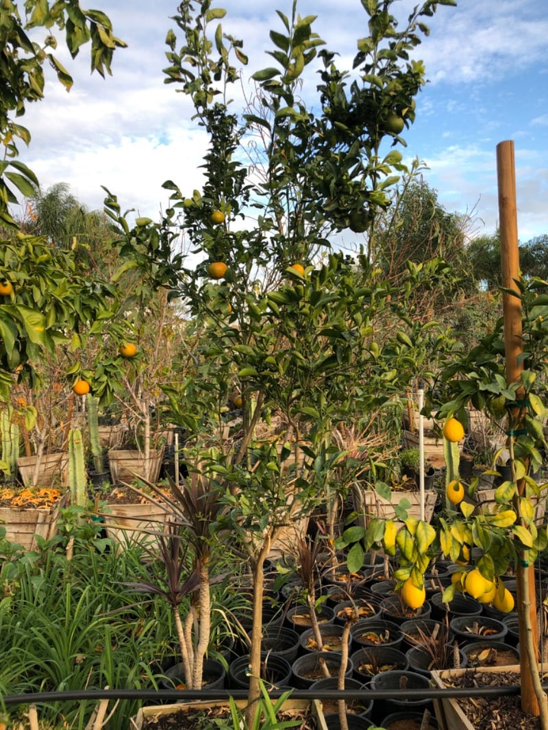 Photo for Citrus reticulata 'Clementine' (Clementine Mandarin Orange)