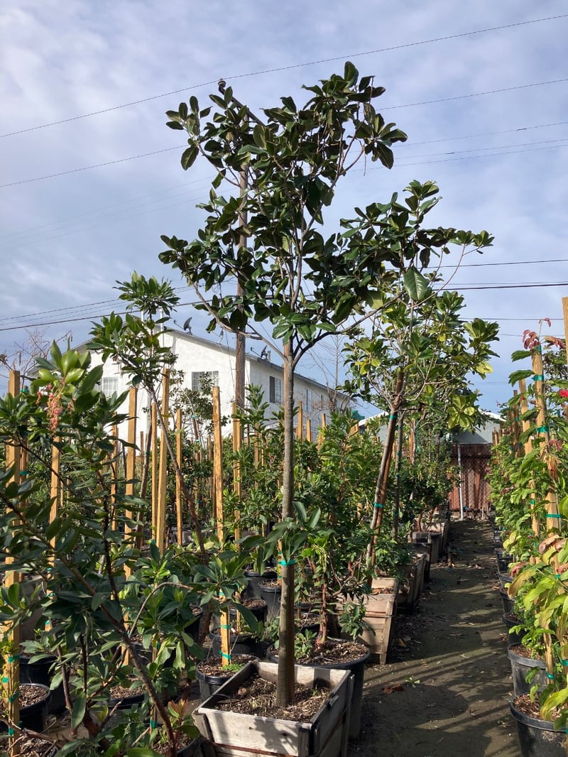 Photo for Magnolia grandiflora (Southern Magnolia)