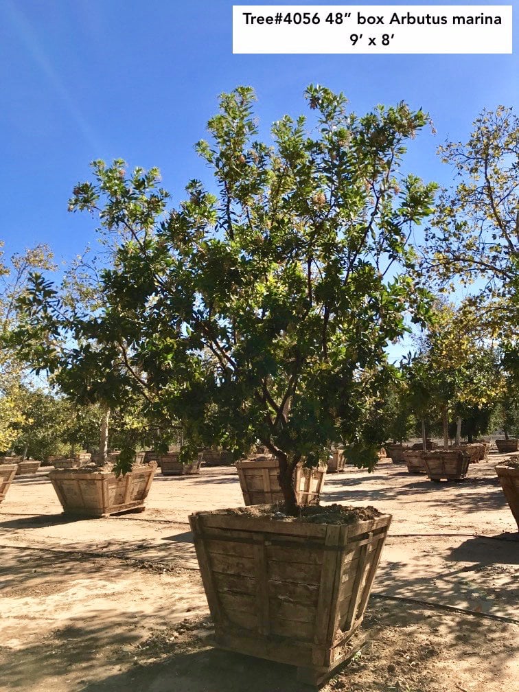 Photo for Arbutus 'Marina' (Low Branch) (Marina Strawberry Tree)