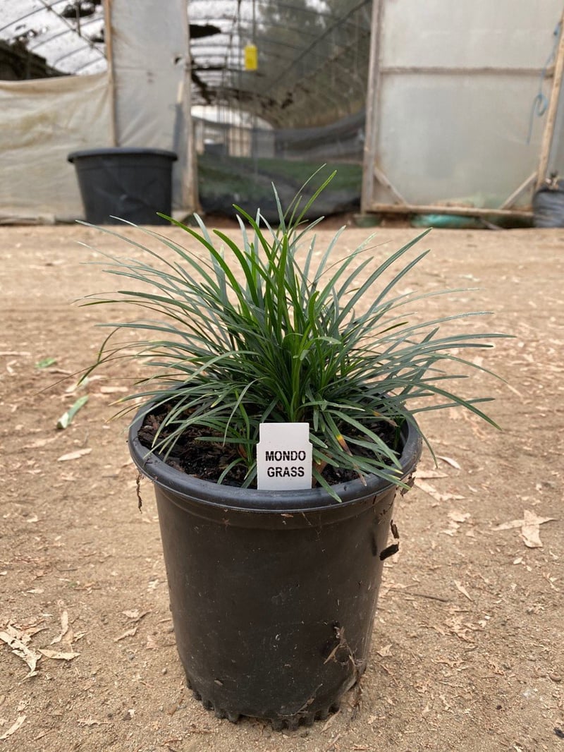 Photo for Ophiopogon japonicus (Mondo Grass)