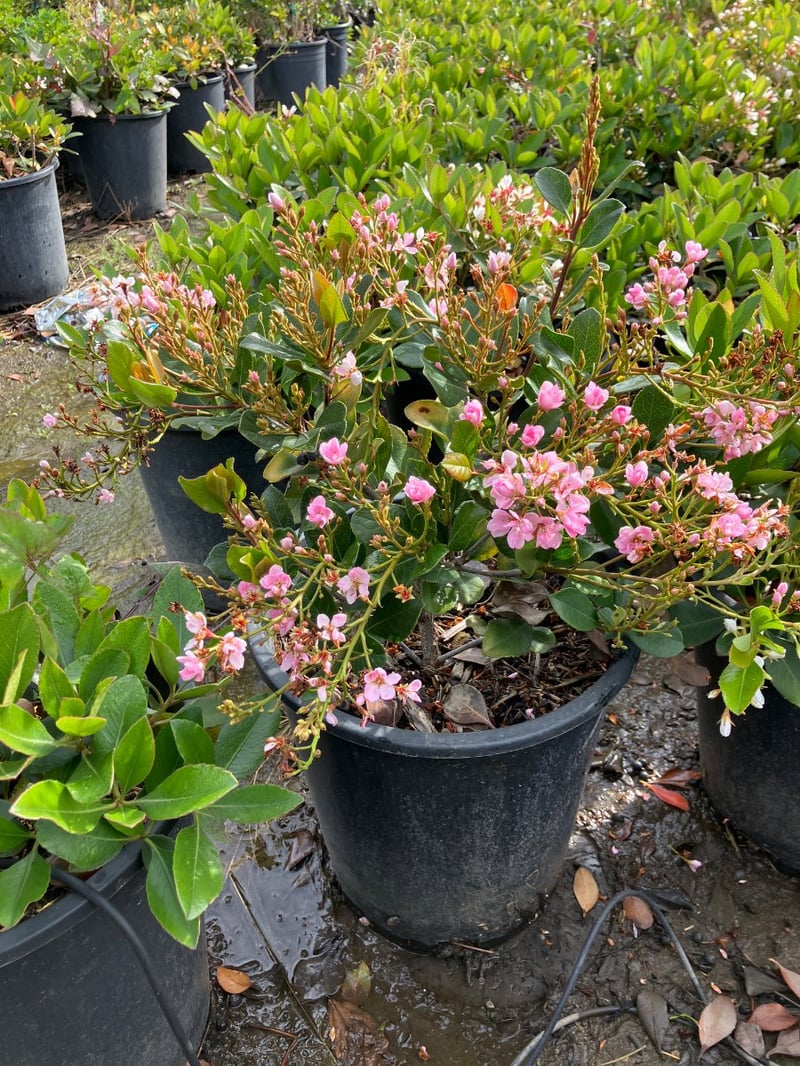 Photo for Raphiolepis indica (Indian Hawthorne)