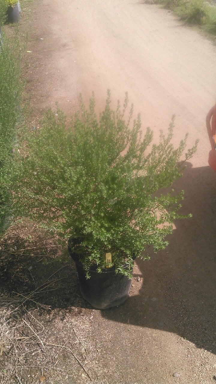 Photo for Westringia 'Wynyabbie Gem' (Wynyabbie Gem Coast Rosemary)