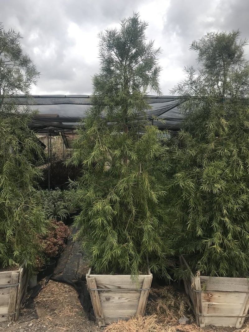 Photo for Podocarpus gracilior (Column) (Fern Pine)