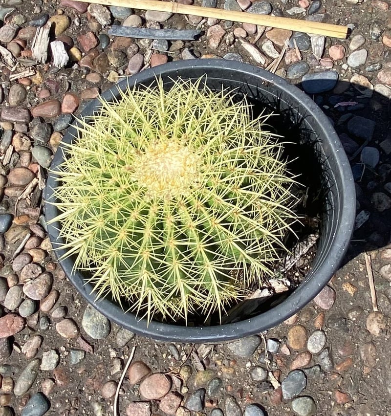 Photo for Echinocactus grusonii (Golden Barrel Cactus)