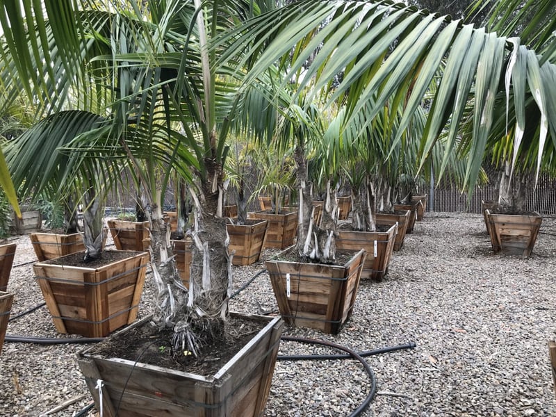Photo for Howea forsteriana (Double Trunk) (Kentia Palm)