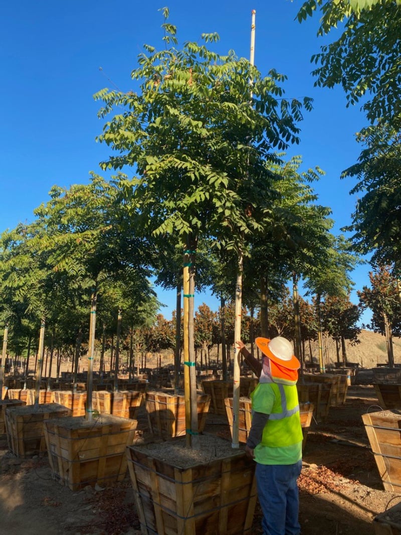 Photo for Koelreuteria bipinnata (Standard) (Chinese Flame Tree)