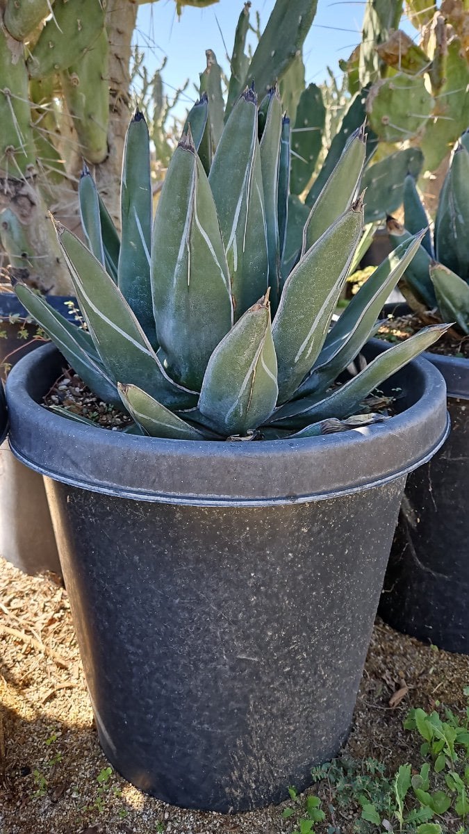 Photo for Agave nickelsiae (A. ferdinandi-regis) (Ferdinand Agave)