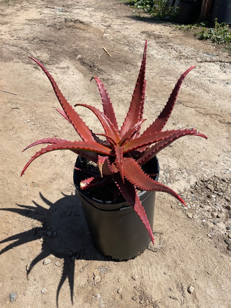 Photo for Aloe cameronii 'Crème Tangerine' (Starfish aloe)