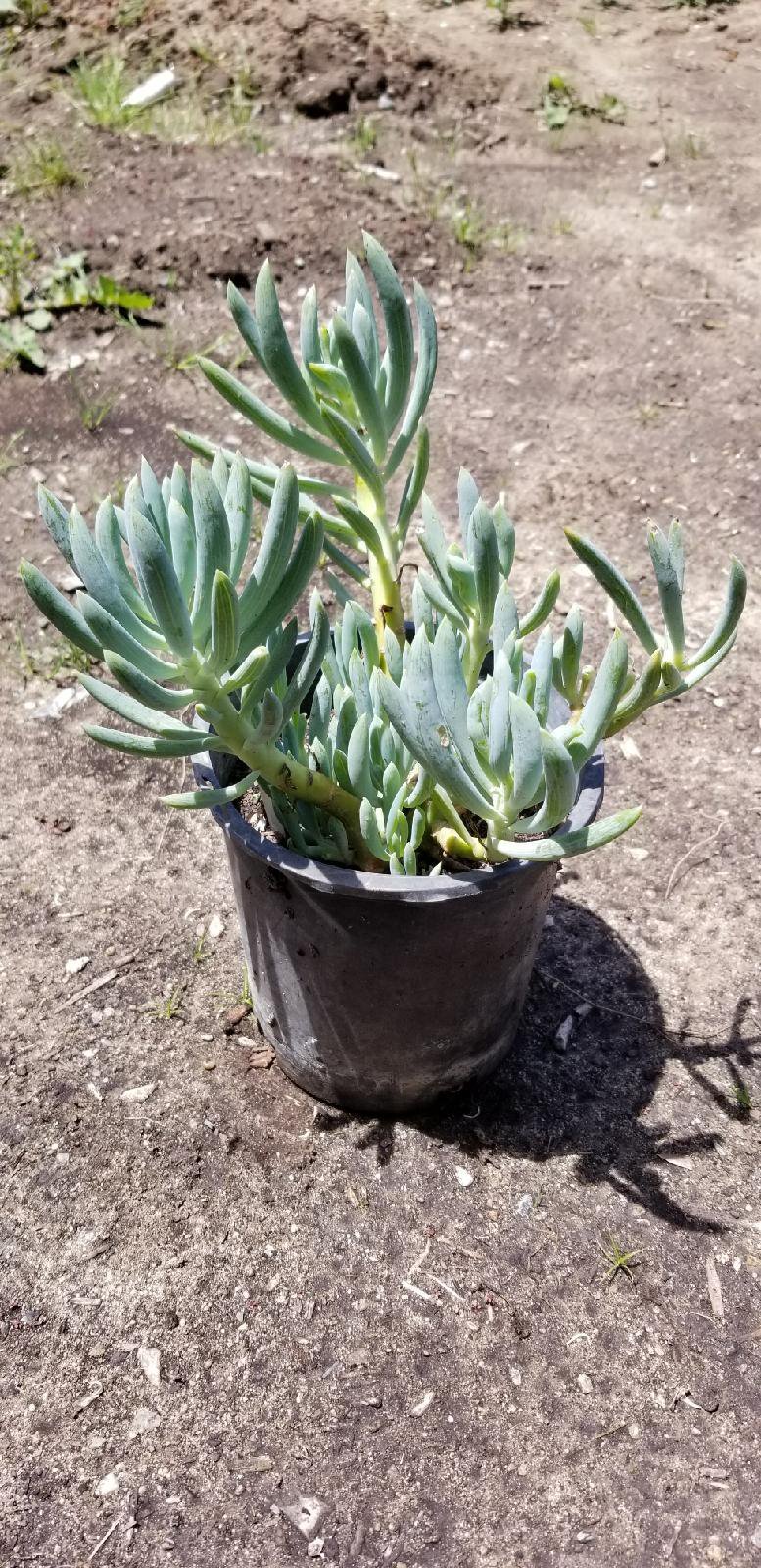 Photo for Senecio serpens (Blue Chalksticks)