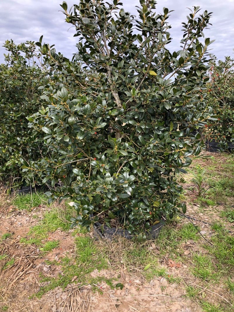 Photo for Ilex x 'Nellie R. Stevens' (Nellie R. Stevens Holly)