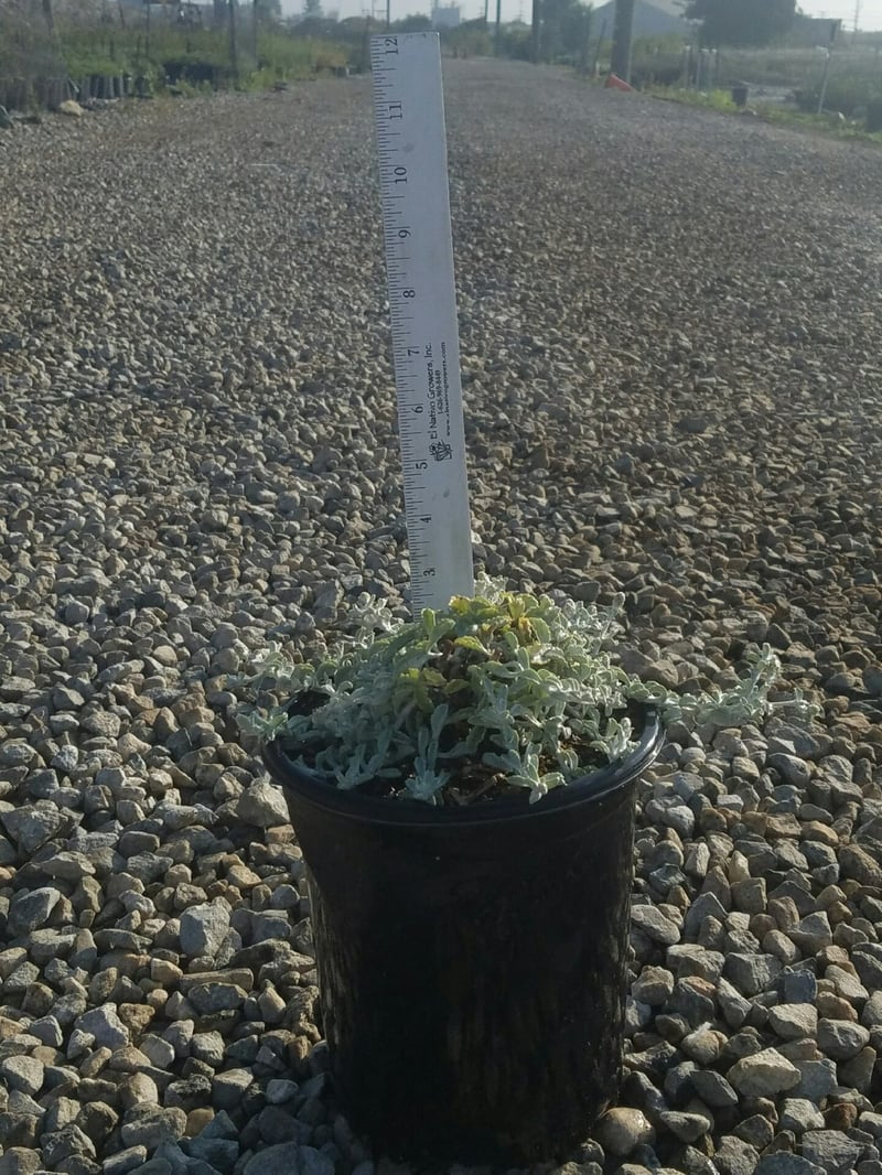 Photo for Lessingia filaginifolia 'Silver Carpet' (Silver Carpet Beach Aster )