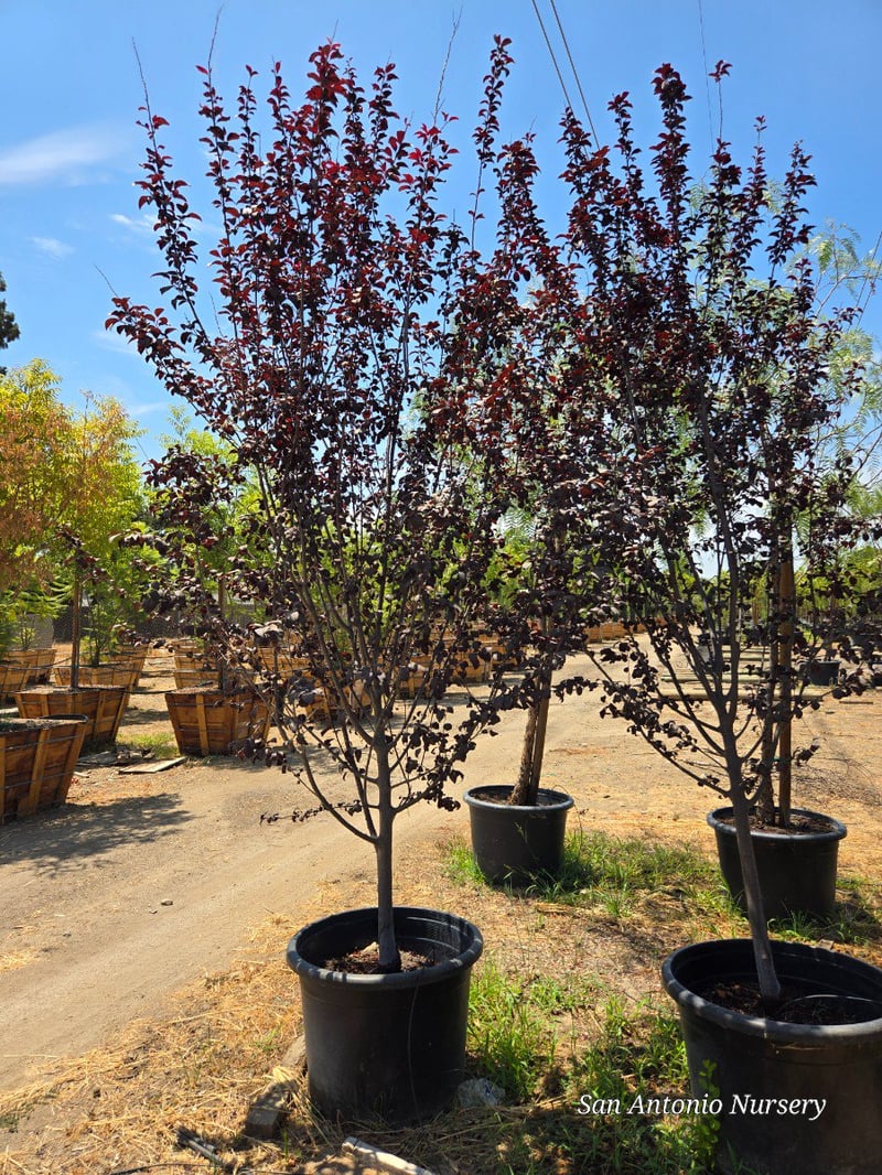 Photo for Prunus cerasifera 'Krauter Vesuvius' (Krauter Vesuvius Cherry Plum)