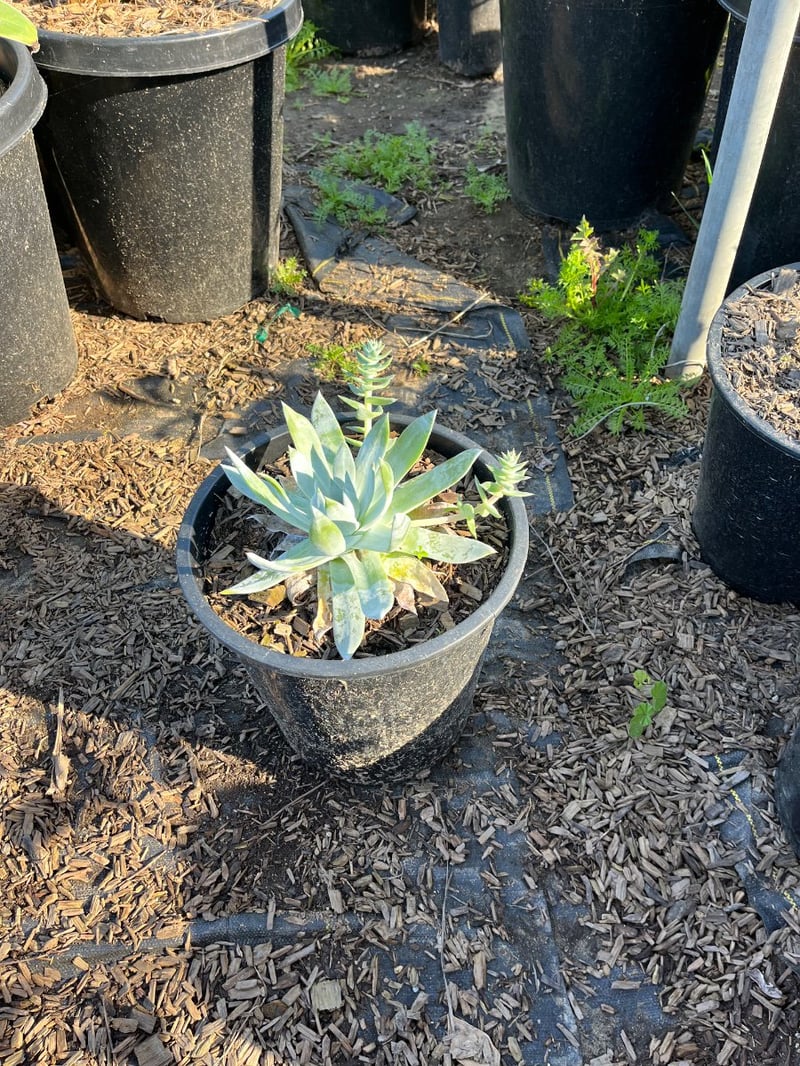 Photo for Dudleya brittonii (Giant Chalk Dudleya)