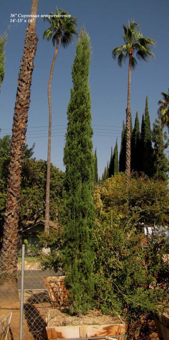 Photo for Cupressus sempervirens 'Glauca' (Blue Italian Cypress)
