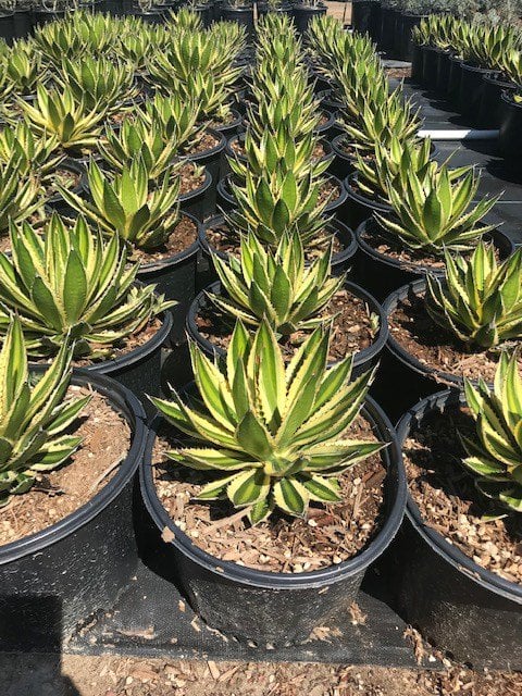 Photo for Agave lophantha 'Quadricolor' (Quadricolor Century Plant)