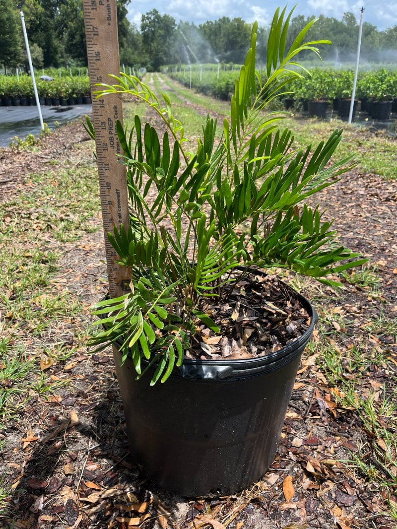 Photo for Zamia pumila (Coontie )