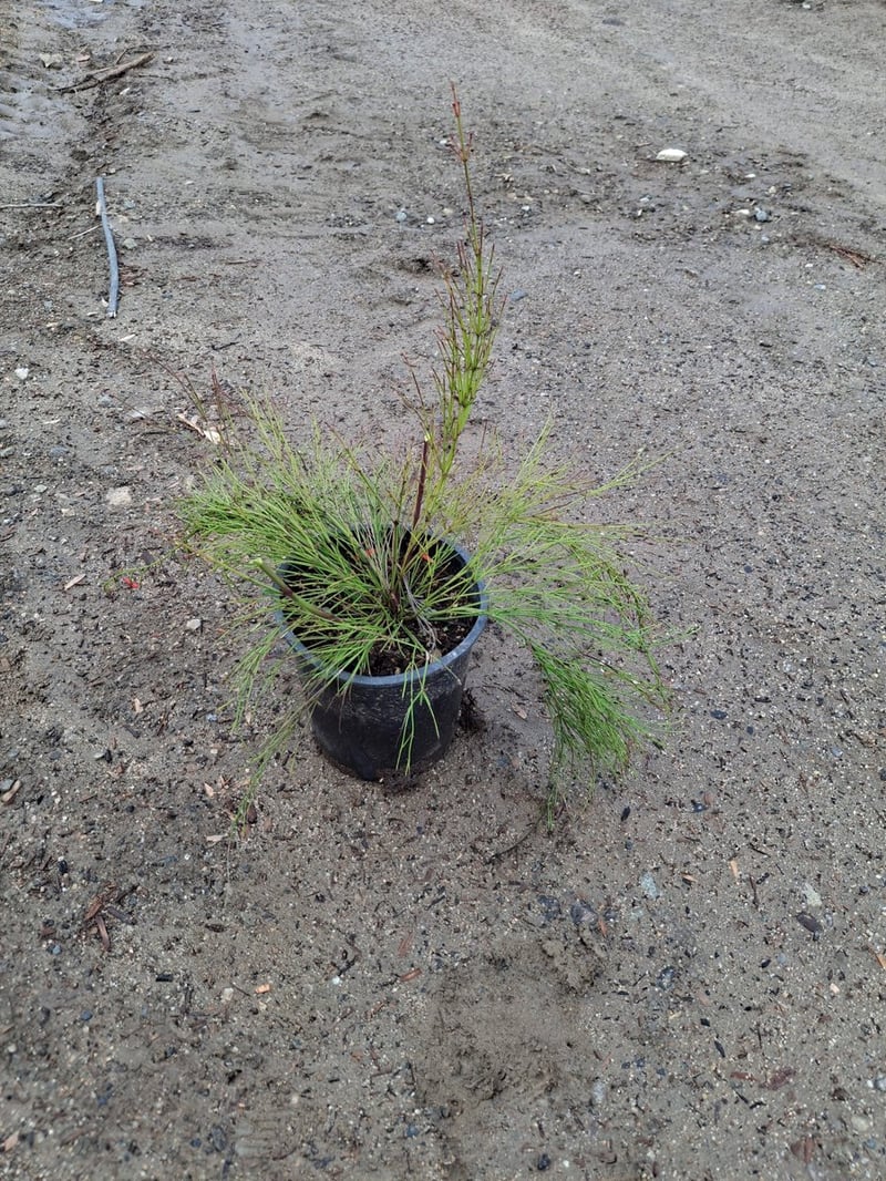 Photo for Russelia equisetiformis (Coral Fountain, Firecracker Plant)