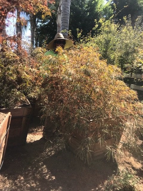 Photo for Acer palmatum 'Burgundy Lace' (Burgundy Lace Japanese Maple)