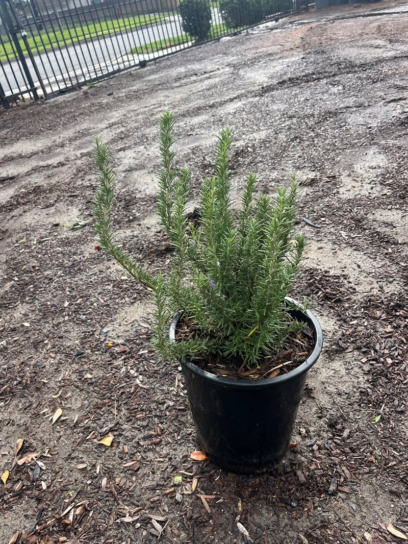 Photo for Rosmarinus officinalis 'Tuscan Blue' (Tuscan Blue Rosemary)