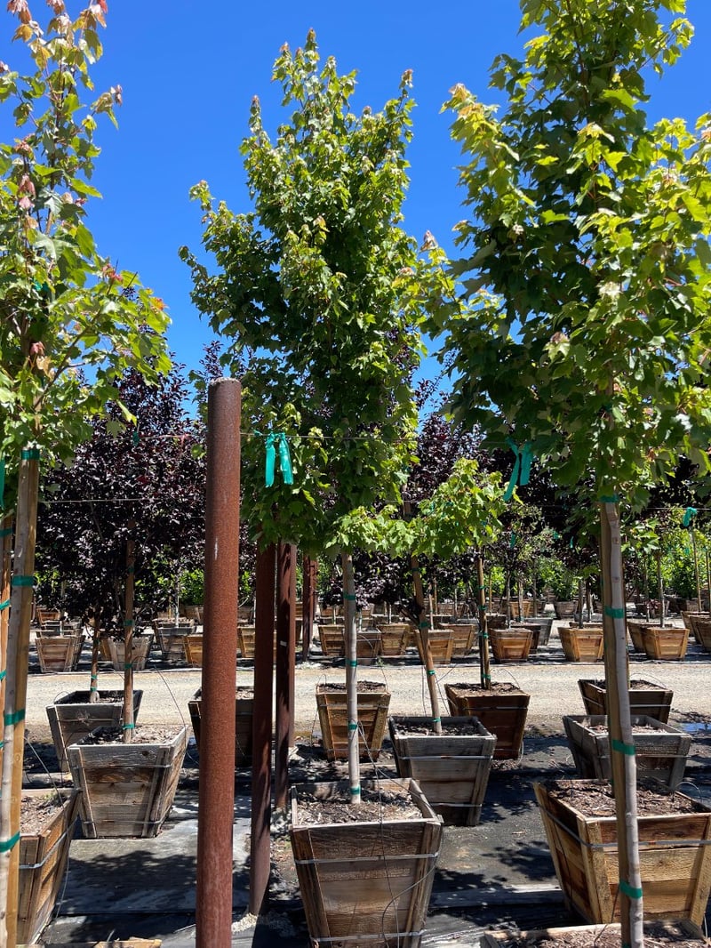 Photo for Acer rubrum 'October Glory' (October Glory Red Maple)