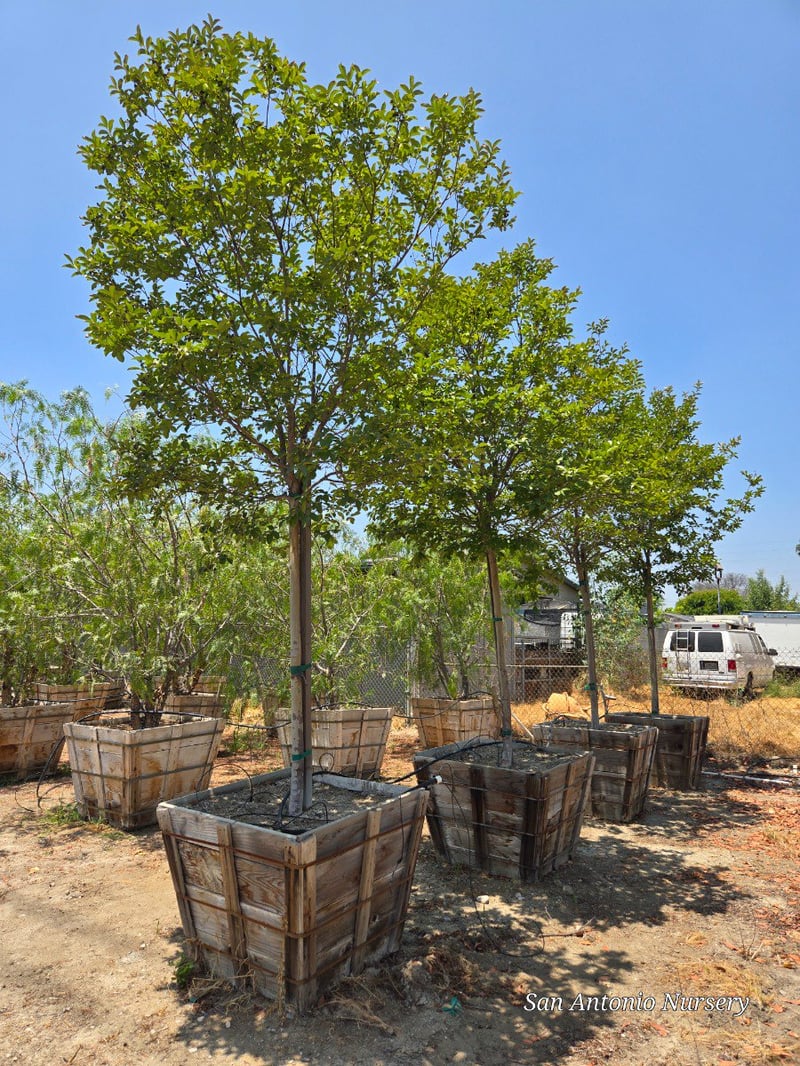 Photo for Lagerstroemia indica x fauriei 'Muskogee' (Standard) (Muskogee Crape Myrtle)