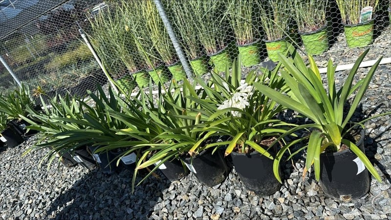 Photo for Agapanthus praecox ssp orientalis 'Getty White' (Getty White Agapanthus)