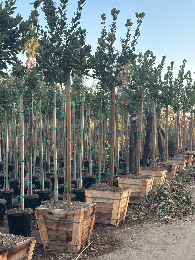 Photo for Laurus nobilis (Standard) (Sweet bay)