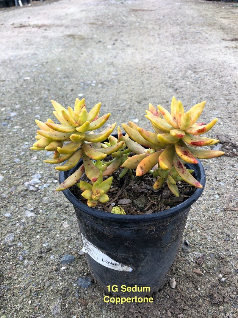 Photo for Sedum nussbaumerianum (Coppertone Stonecrop)